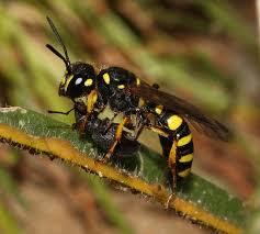 Attēlu rezultāti vaicājumam “Arenaria procera”