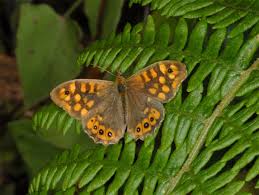 Attēlu rezultāti vaicājumam “Pararge aegeria upperside”