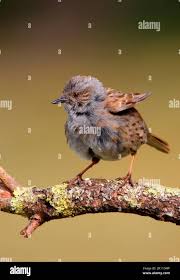 Attēlu rezultāti vaicājumam “Prunella modularis adult”