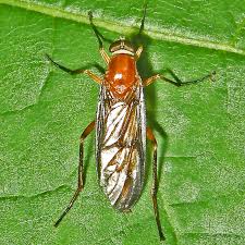 Attēlu rezultāti vaicājumam “Xylophagidae”