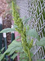 Attēlu rezultāti vaicājumam “Amaranthus retroflexus leaf”