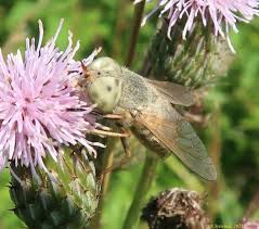 Attēlu rezultāti vaicājumam “Atylotus sp.”