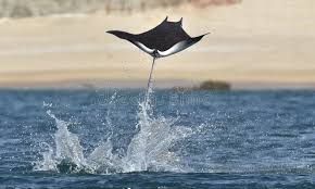 Image result for Mobula thurstoni