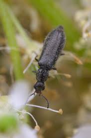 Attēlu rezultāti vaicājumam “Dasytes sp.”