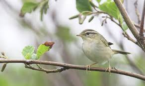 Image result for Phylloscopus schwarzi