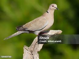 Attēlu rezultāti vaicājumam “Streptopelia decaocto adult”