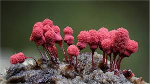 Attēlu rezultāti vaicājumam “Arcyria denudata young”