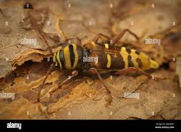 Attēlu rezultāti vaicājumam “Plagionotus detritus”