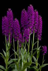 Attēlu rezultāti vaicājumam “Dactylorhiza cruenta flower”