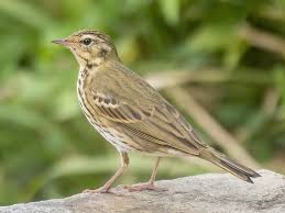 Image result for Anthus hodgsoni