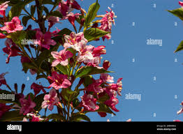 Attēlu rezultāti vaicājumam “Weigela praecox”