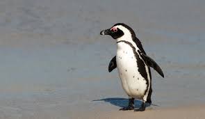 Image result for Spheniscus demersus
