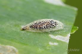 Attēlu rezultāti vaicājumam “Acrolepiopsis assectella”