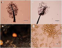 Attēlu rezultāti vaicājumam “Paradiacheopsis sp.”