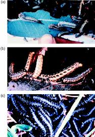 Attēlu rezultāti vaicājumam “Argidae larva”
