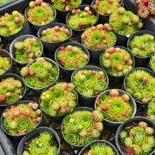 Attēlu rezultāti vaicājumam “Jovibarba globifera fruit”