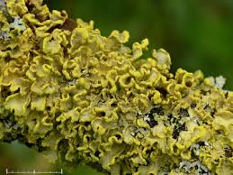 Attēlu rezultāti vaicājumam “Vulpicida pinastri”