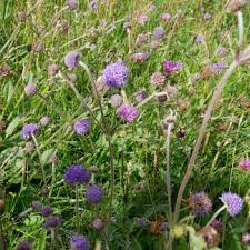 Attēlu rezultāti vaicājumam “Salix aurita flower”