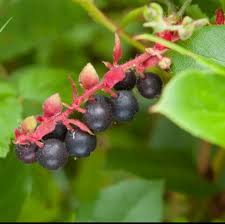 Attēlu rezultāti vaicājumam “Salix repens subsp. rosmarinifolia fruit”