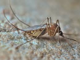 Attēlu rezultāti vaicājumam “Culex pipiens female”