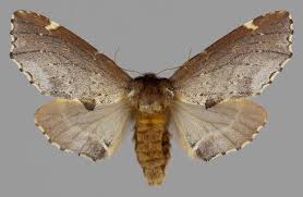 Attēlu rezultāti vaicājumam “Odontosia carmelita”