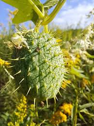 Attēlu rezultāti vaicājumam “Echinocystis lobata fruit”