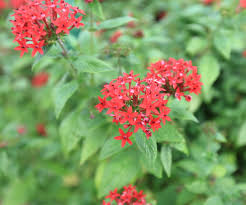 Attēlu rezultāti vaicājumam “Silene chalcedonica fruit”