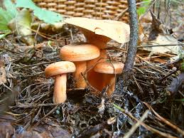 Attēlu rezultāti vaicājumam “Lactarius deterrimus”