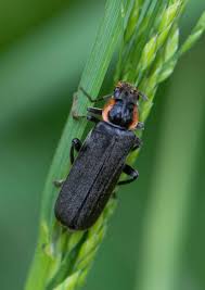 Attēlu rezultāti vaicājumam “Cantharis obscura”