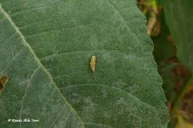 Attēlu rezultāti vaicājumam “Psyllobora vigintiduopunctata larva”