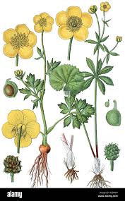 Attēlu rezultāti vaicājumam “Ranunculus bulbosus”