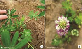Image result for Lupinus polyphyllus Lindl.