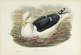 Attēlu rezultāti vaicājumam “Larus marinus”