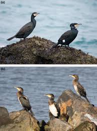 Image result for Phalacrocorax carbo