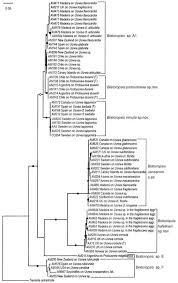 Attēlu rezultāti vaicājumam “Biatoropsis usnearum”