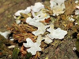 Attēlu rezultāti vaicājumam “Parmelia sulcata”