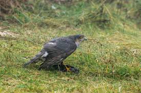 Attēlu rezultāti vaicājumam “Accipiter nisus female”