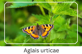 Attēlu rezultāti vaicājumam “Aglais urticae”