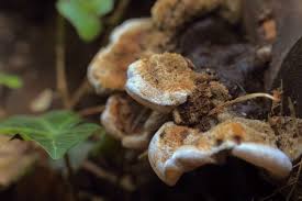 Attēlu rezultāti vaicājumam “Auricularia mesenterica”