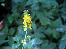Attēlu rezultāti vaicājumam “Agrimonia pilosa flower”