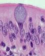 Goblet Cells