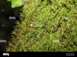 Attēlu rezultāti vaicājumam “Amblystegium serpens macro”