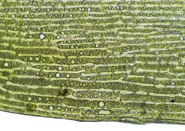 Attēlu rezultāti vaicājumam “Dicranum undulatum”