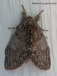 Attēlu rezultāti vaicājumam “Breidleria pratensis”