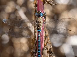 Attēlu rezultāti vaicājumam “Aeshna mixta male”