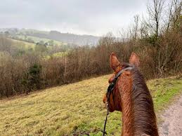 Image result for Beechwood Riding School