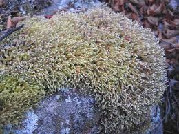 Attēlu rezultāti vaicājumam “Hedwigia ciliata”