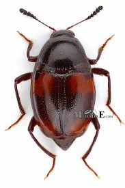 Attēlu rezultāti vaicājumam “Scaphidium quadrimaculatum”