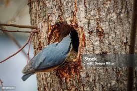 Attēlu rezultāti vaicājumam “Dryocopus martius nest”