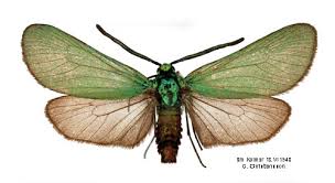 Attēlu rezultāti vaicājumam “Adscita statices”